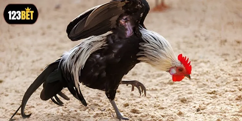 Bỏ túi bí quyết đọc vị kèo siêu đỉnh Bỏ túi bí quyết đọc vị kèo siêu đỉnh