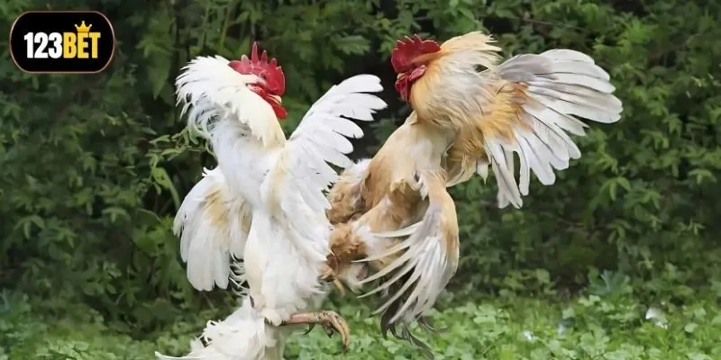 Các bước đăng ký tham gia chơi kèo dễ hiểu Các bước đăng ký tham gia chơi kèo dễ hiểu