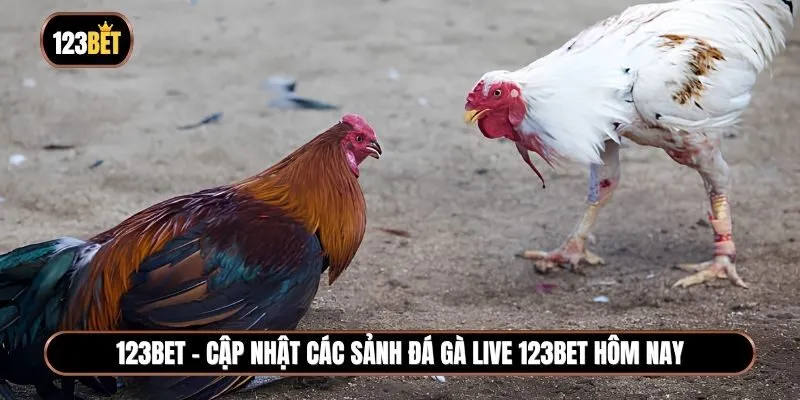 Cập nhật các sảnh Đá gà live 123BET hôm nay hot nhất