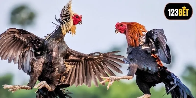 Mẹo tính thắng thua cực dễ cho chơi mớ Mẹo tính thắng thua cực dễ cho chơi mớ
