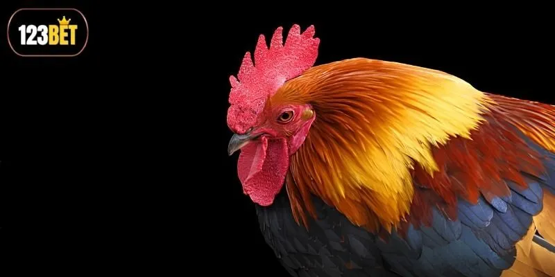 Những mẹo đá gà trực tuyến cực hay ít người biết Những mẹo đá gà trực tuyến cực hay ít người biết