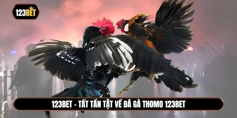 Tất tần tật về đá gà Thomo 123BET và những điều cần lưu ý